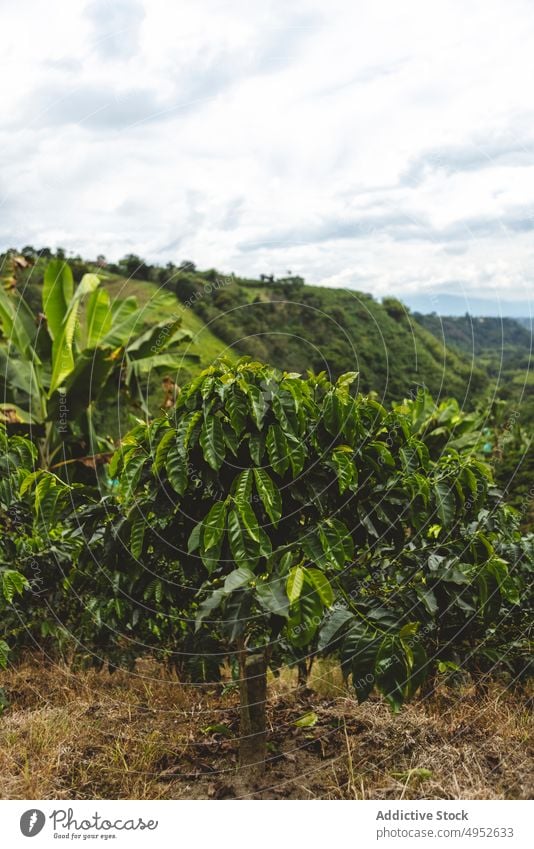 Coffee plantation on hill with steps coffee tree agriculture landscape tropical hillside green nature organic cultivate fresh farm growth path bush pathway