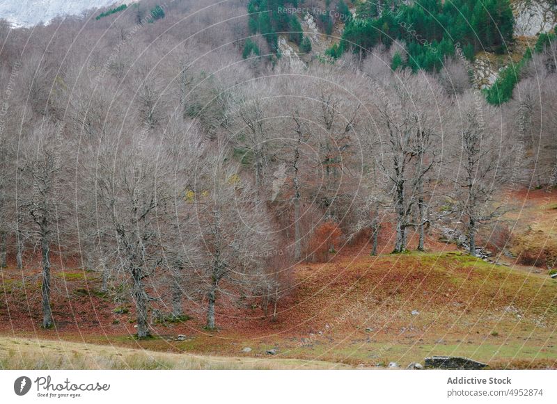 Forest with trees in Spain nature woods forest woodland plant coniferous autumn flora leafless fall grow vegetate aragon spain pyrenees scenic weather