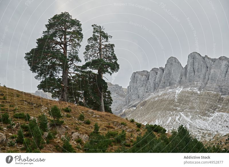 Forest near rocky mountains in Spain nature forest woods tree plant grow slope flora vegetate aragon spain pyrenees scenic environment destination scenery