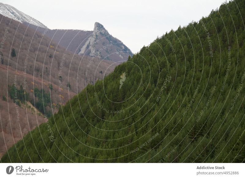 Forest near mountains in Spain nature woods forest woodland tree plant coniferous hill grow flora vegetate aragon spain pyrenees scenic weather environment