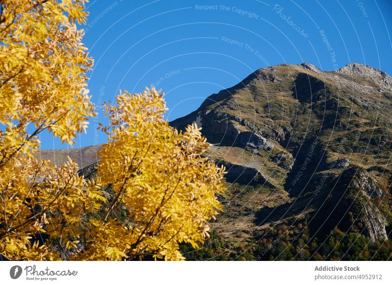 Tree near rocky mountain in nature pyrenees ridge stone tree plant foliage branch yellow grow vegetate range rough scenic landscape slope environment