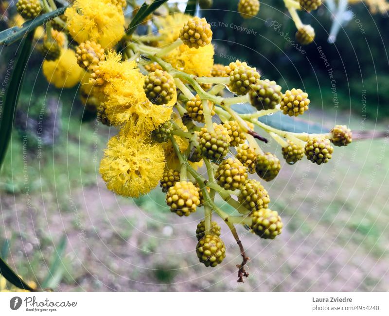 Water wattle in the rain Plant raindrops yellow flower yellow plant Wet Close-up Drops of water Flower Blossom Detail Nature native plant botanical Garden