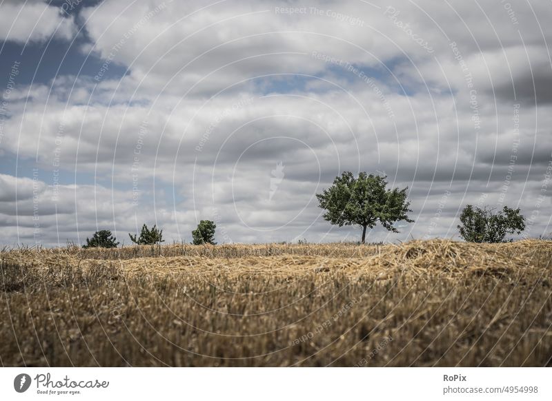 Freshly harvested cornfield with trees on the horizon. Nature Cornfield Flower flower Field Agriculture papaver Grain Barley rye acre field flower Blossom