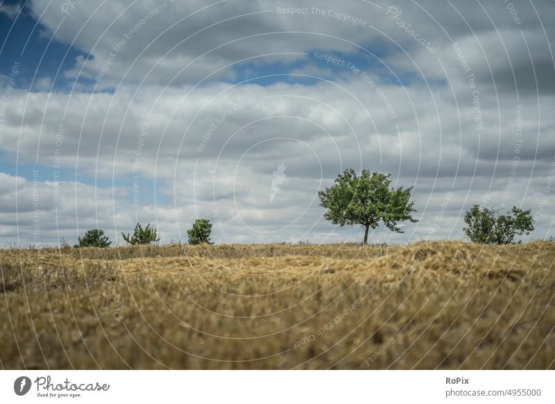 Harvested cornfield with fruit trees on the horizon. Irrigation Nature Cornfield Flower flower Field Agriculture papaver Grain Barley rye acre field flower