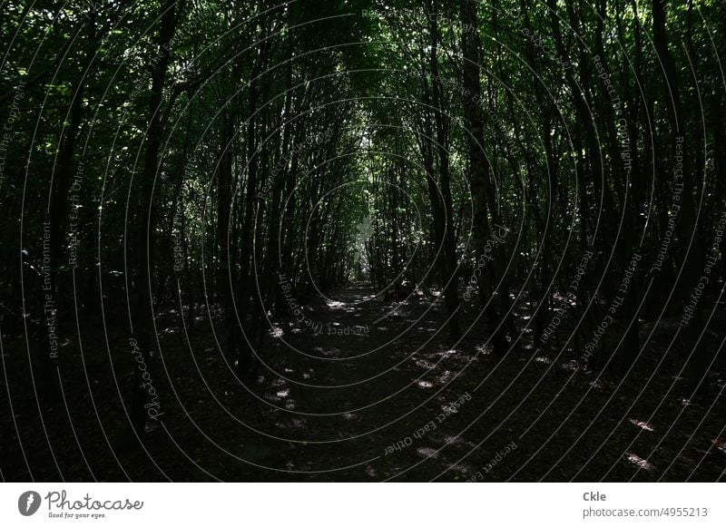 To Skamlingsbanken. Forest path to the famous political meeting hill in Denmark. trees forest path leaves Green Sun Light Light reflections Shadow Jutland off