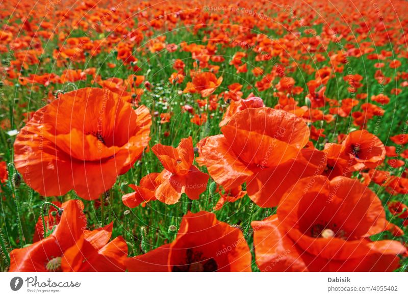 Landscape with blooming poppy flowers papaver field nature summer morning tree landscape light red background grass purple sunrise wild agriculture countryside