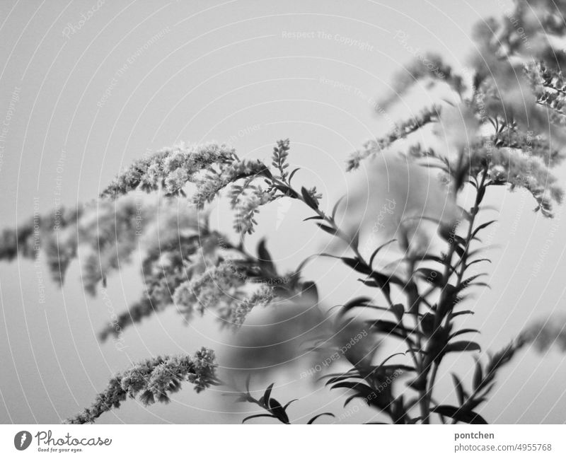 Canadian goldenrod in black and white grasses Plant ornamental Solidago canadensis Ostrich pretty black-white Close-up Blur?