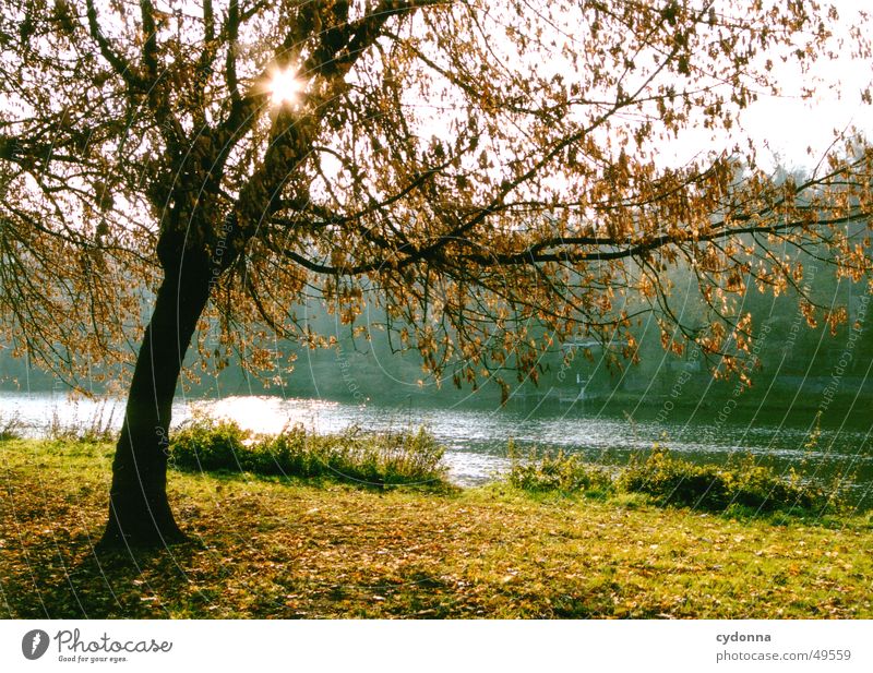 At the Saale Tree Meadow Autumn Light Sky Warehouse Sun River Water Landscape