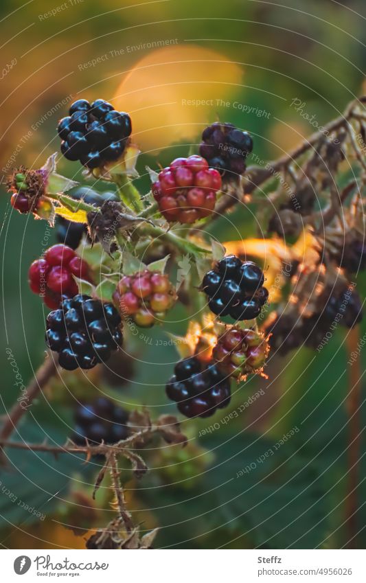 Blackberries in the forest Blackberry wild berries Berries fruits Scratchberries bush berries forest fruits Forest plants A light in the dark scraggly plant