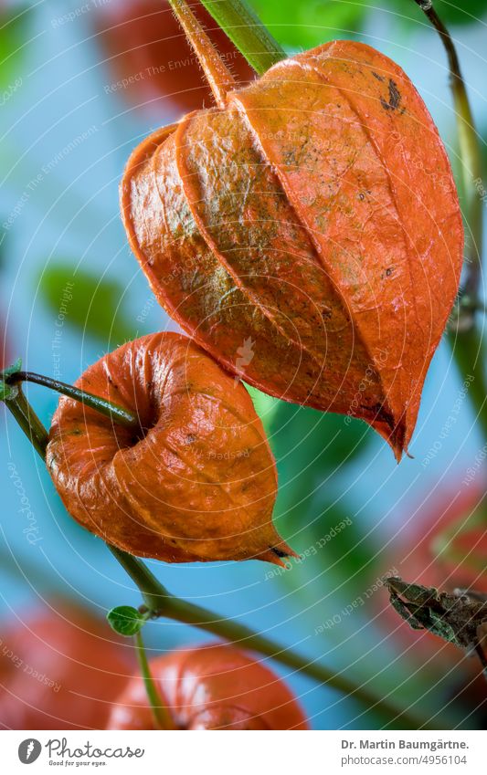 Fruit of Physalis alkekengi, bubble or jew cherry, lampion flower Jewish cherry bubble cherry Chinese lantern flower sepals orange fruits Solanaceae frost-hardy