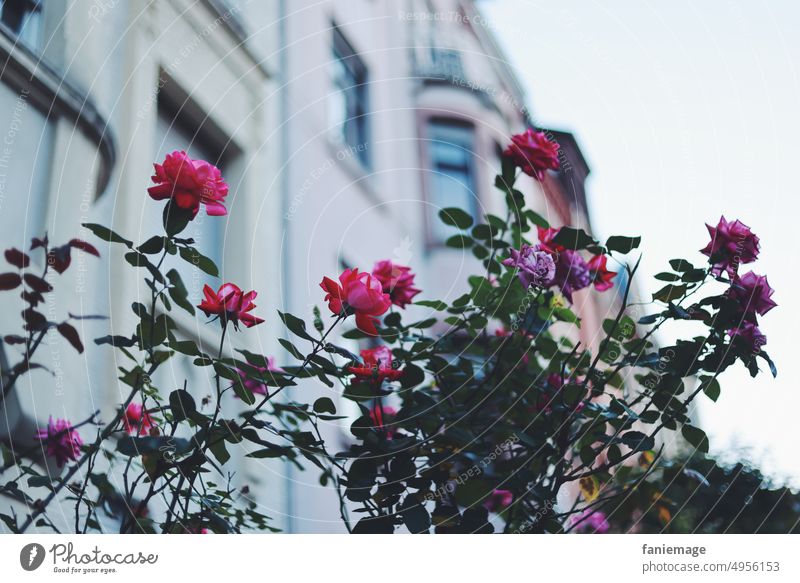 Roses in front of pink house roses House (Residential Structure) plants blossom To go for a walk Saarbrücken Nauwies quarter Red Pink blue hour Blossoming