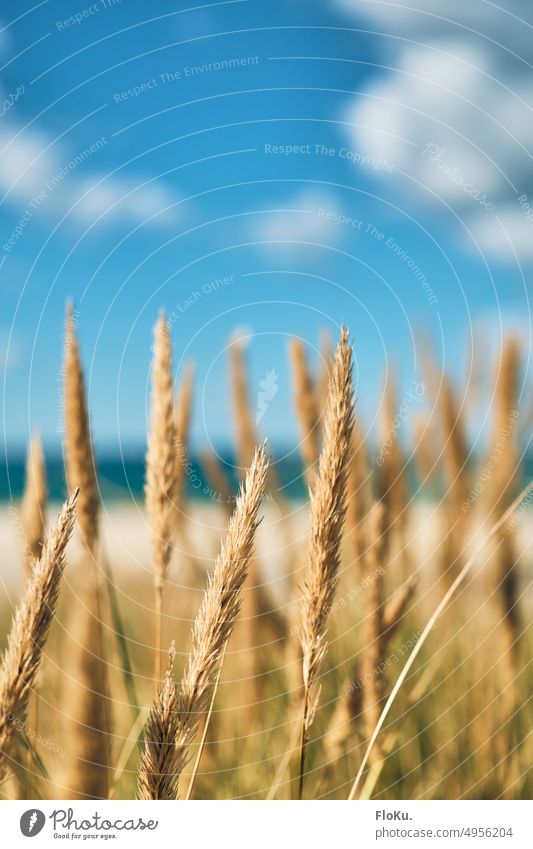 Beach grass in summer light on the Danish coast marram grass Ocean Maritime North Sea coast Denmark Plant Beach dune Sand Landscape Vacation & Travel Nature