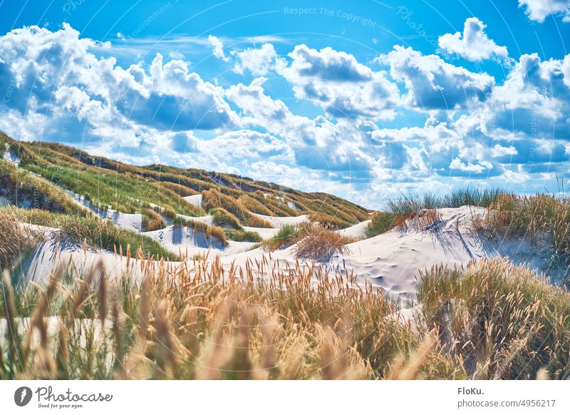 Sea of dunes near Saltum in Denmark coast coastal landscape Nature Landscape Summer Sun vacation Vacation mood dune landscape Marram grass Ocean Beach North Sea