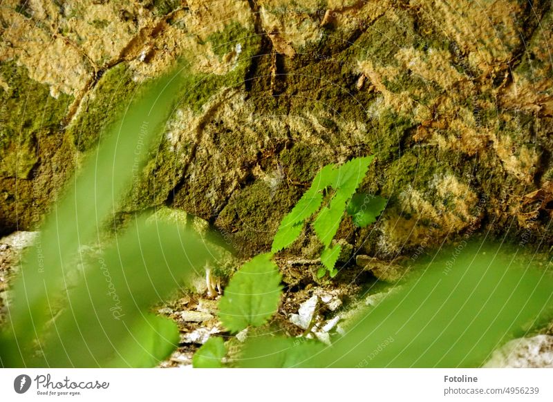 In an old lost place, nature is reclaiming the space. A small nettle grows in front of a crumbling wall. Stinging nettle Plant Green Colour photo Day Leaf