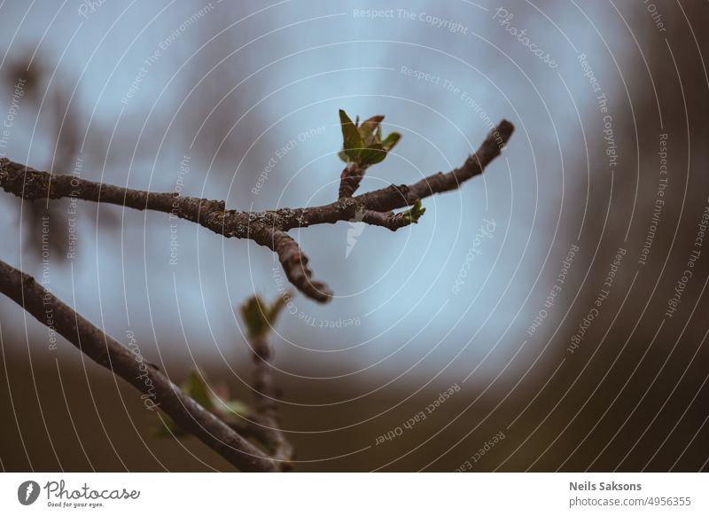 Spring. Apple tree bud apple background beautiful beauty botany branch closeup color environment flora flower forest fruit garden green leaf macro natural