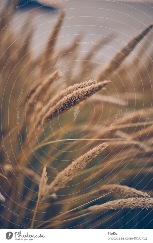 Beach grass on the Danish coast marram grass Ocean Maritime North Sea coast Denmark Plant Beach dune Sand Landscape Vacation & Travel Nature duene Marram grass