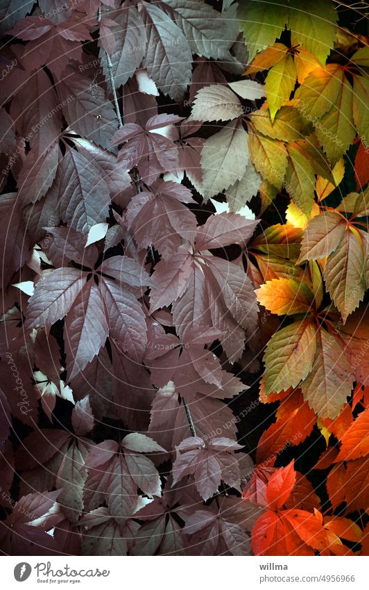 Decorative beginning of autumn Start of autumn Autumn maiden vine Virginia Creeper Autumnal colours Transience leaves ornamental ChangeSeasons