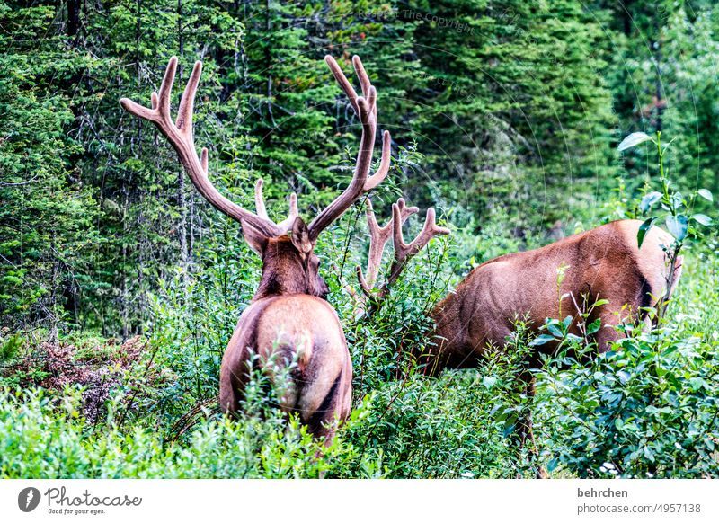 we have the biggest... Jasper national park Adventure Freedom Canada Hiking Mountain Forest trees Landscape North America Colour photo Rocky Mountains Nature