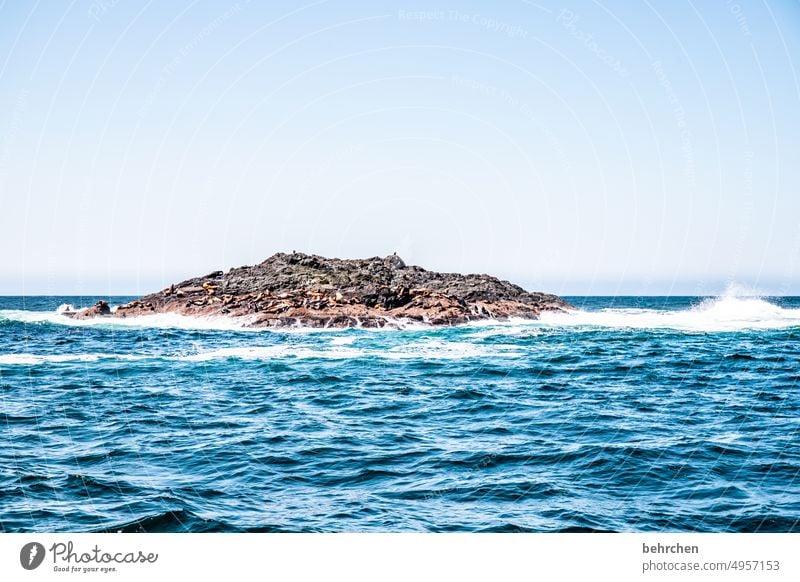 lions of the sea Sky coast Rock Wild Water Ocean Impressive especially Nature British Columbia North America Canada Freedom Adventure Colour photo