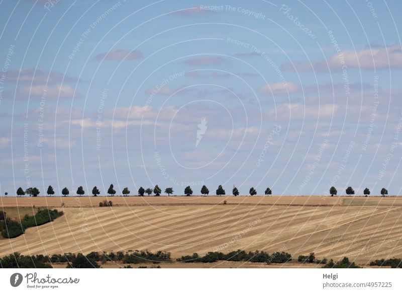 Landscape in late summer with fields, - partly harvested - trees and bushes in front of blue sky with clouds Nature Field Cornfield Mature Stubble field Tree