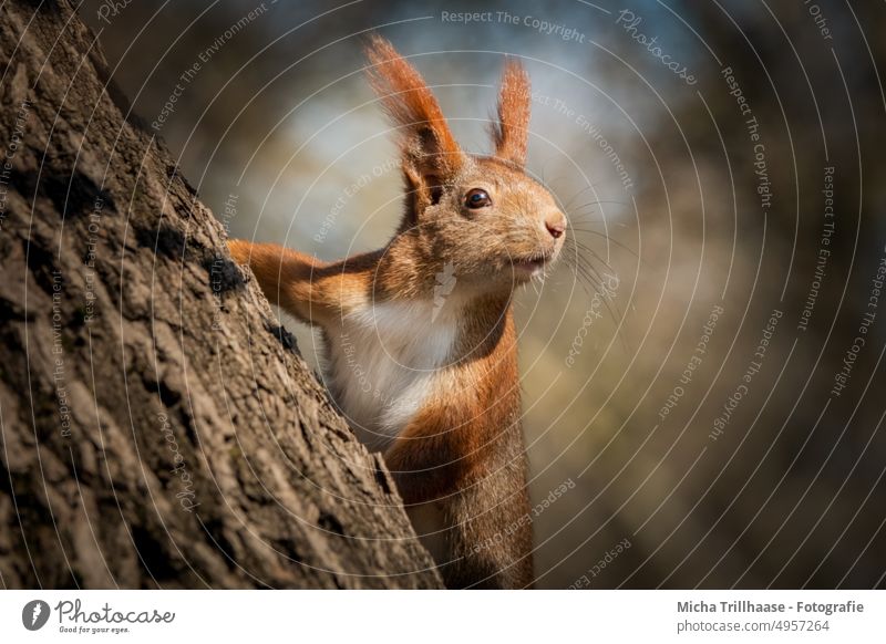 Squirrel on tree trunk sciurus vulgaris Animal face Head Eyes Nose Ear Muzzle Claw Paw Pelt Rodent Wild animal Nature Tree Observe inquisitorial look Lookout