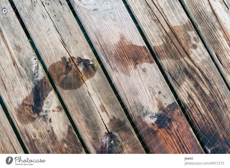 Wet footprints on wood Water Lake Footbridge Nature Wood Relaxation Idyll wooden walkway vacation Summer Vacation mood Freedom Calm