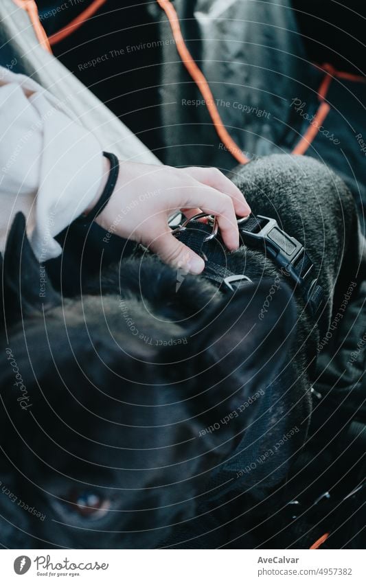 Close up of hand picking up the harness of French bulldog.Tiny dog with small eyes waiting to be raised and carried out of the car,excited for the trip with the owner,anxious to be free and run and jump