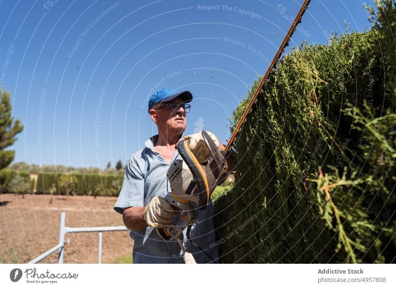 Elderly male farmer trimming hedges with electric tool in garden man gardener trimmer thuja work countryside bush tree scaffolding nature senior casual cap