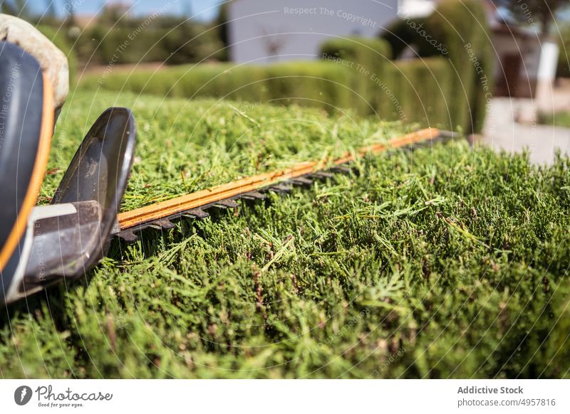 Electric hedge trimmer on lush green shrub in sunlight garden tool process bush instrument equipment electric plant park sunny tree grooming fresh foliage