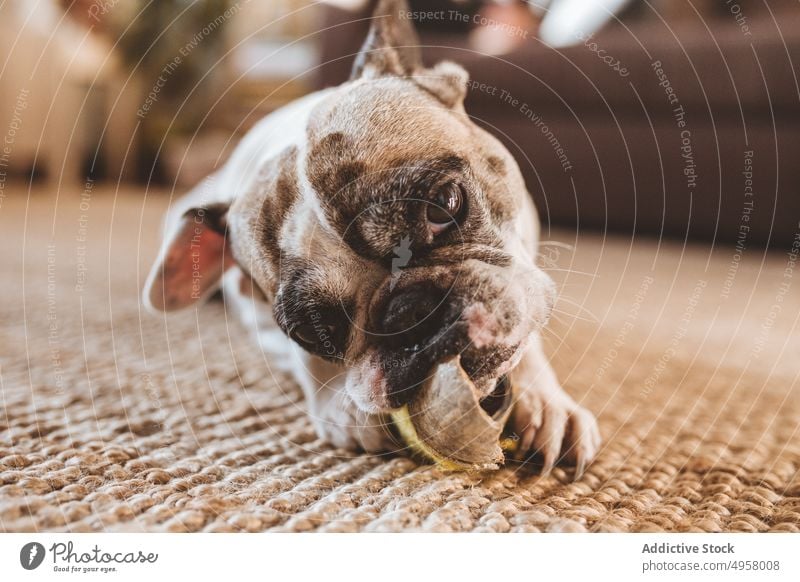 Cute dog biting toy on floor home lying rag cozy chewing pet cute animal puppy domestic playful purebred canine funny mammal room friend loyal obedient adorable