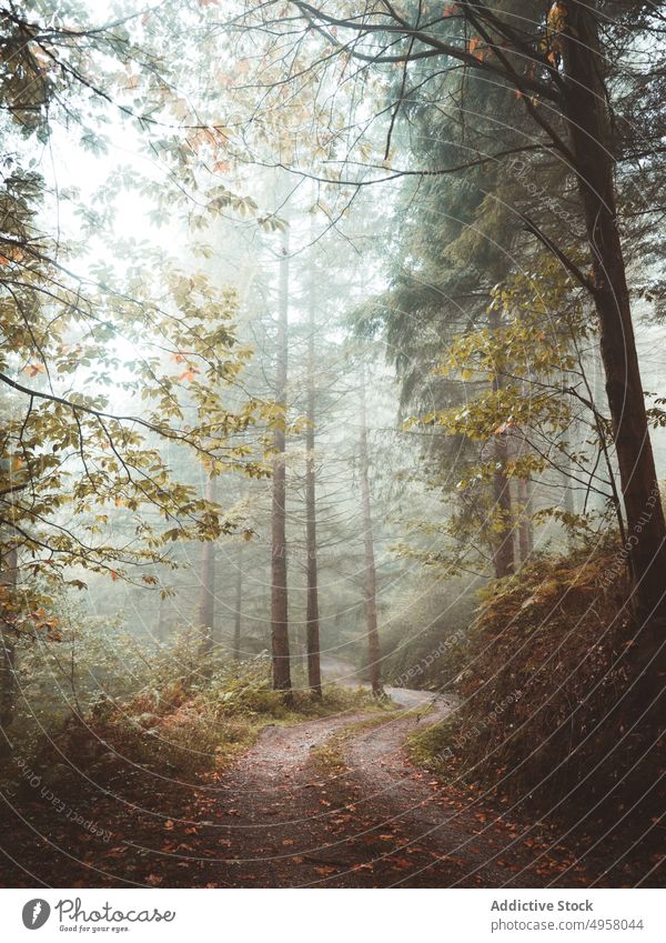 Awesome forest full of fog path sinuous landscape trees autumn woodland nature peaceful scenery mountain foliage tranquil environment season lush magical