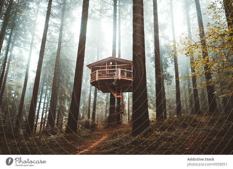 Wooden cabin hanged on tree landscape trees autumn woodland nature peaceful scenery mountain foliage tranquil environment season forest lush magical colorful