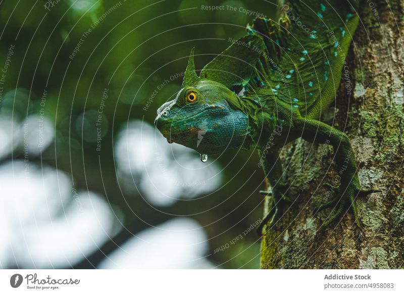 Green basiliscus plumifrons on tree in forest lizard green habitat natural trunk reptile plumed basilisk woodland summer lush environment woods nature wild