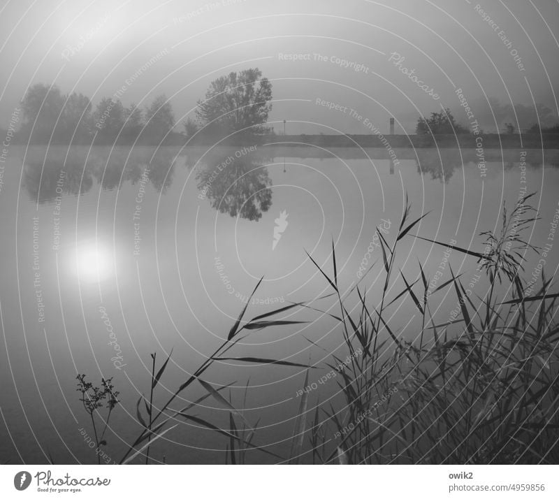 Mystic Bavaria Danube River River bank Bushes Tree Fog Reflection Sunrise Panorama (View) Long shot Low-key Back-light Dawn Copy Space top Copy Space bottom