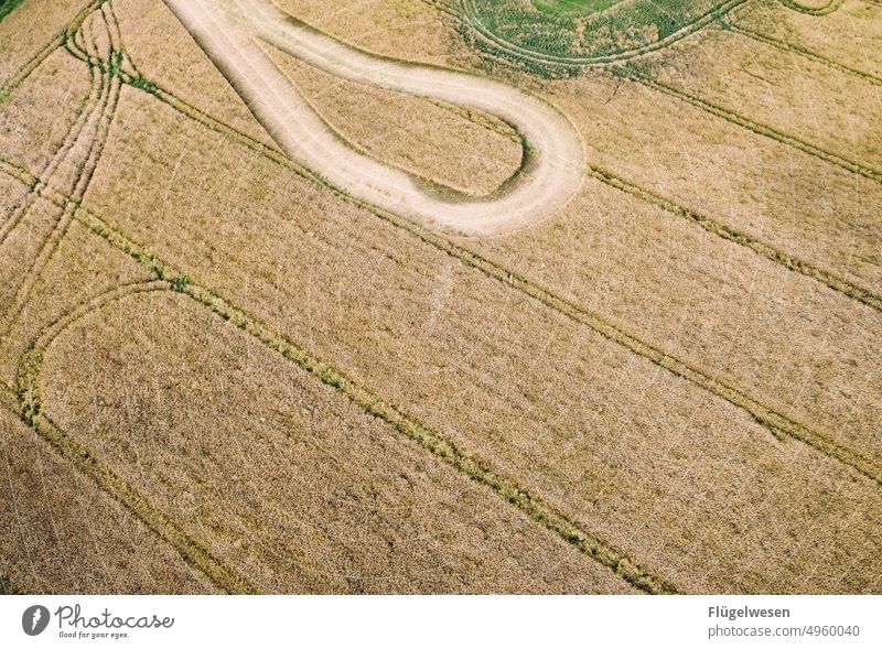 Lap of Honor mares Combine Mower fields Field Harvest Mane Farm peasant Peasant life Landscape Wheat Barley Rye Grain Grain field Grain harvest