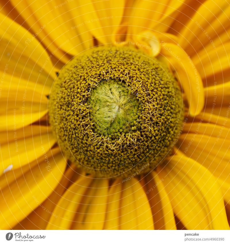 Yellow sun hat macro Detail Close-up Garden sunny blossom Rudbeckia Shallow depth of field echinacea inflorescence composite Flower Blossom