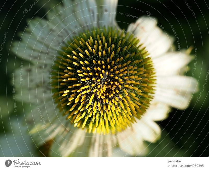 The last days Faded Late Sunlight evening light Close-up Garden fade echinacea White Detail blossom naturopathy Hedgehog Rudbeckia Blossom