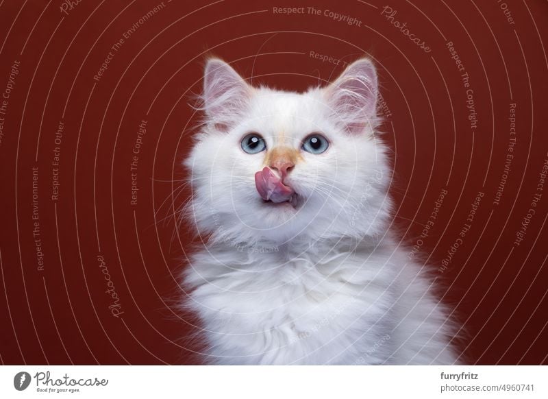 fluffy white kitten hungry licking lips. portrait on red background red-brown feline fur siberian cat neva masquarade longhair cat studio shot copy space