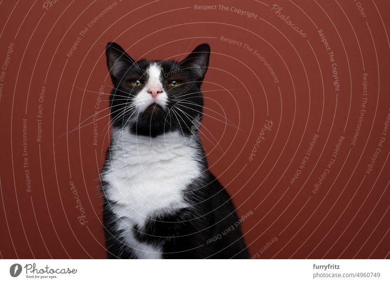 beautiful black and white tuxedo cat portrait on red background with copy space red-brown feline fluffy fur studio shot whisker looking at camera one animal