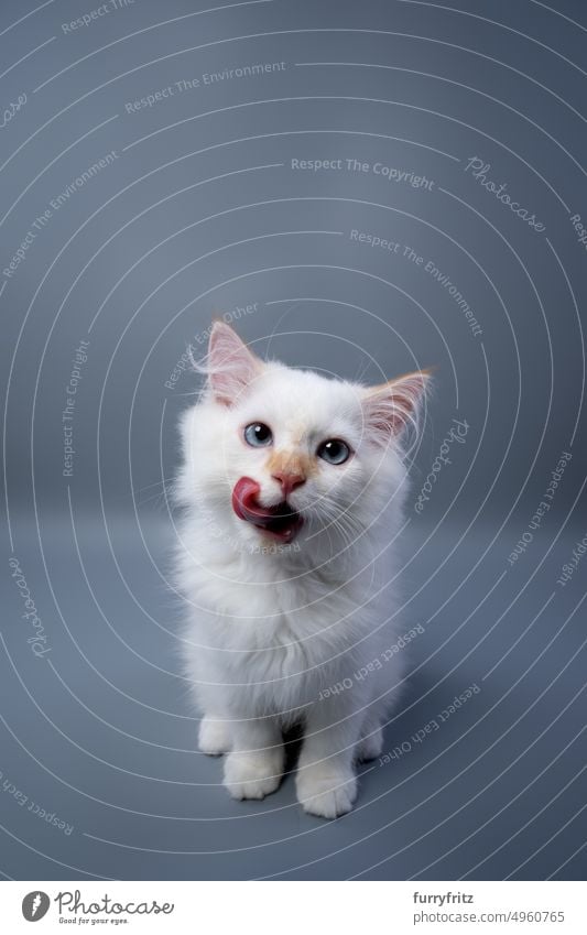 cute white fluffy kitten licking lips portrait cat feline fur siberian cat neva masquarade longhair cat studio shot copy space sticking out tongue one animal