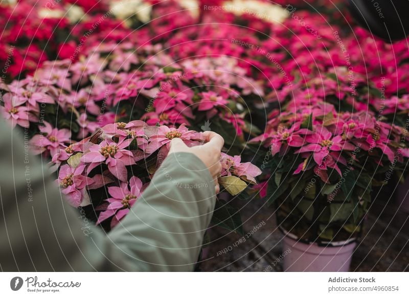 Florist selecting potted poinsettia to buy in modern flower shop customer market florist greenhouse hand houseplant christmas blossom traditional glasshouse