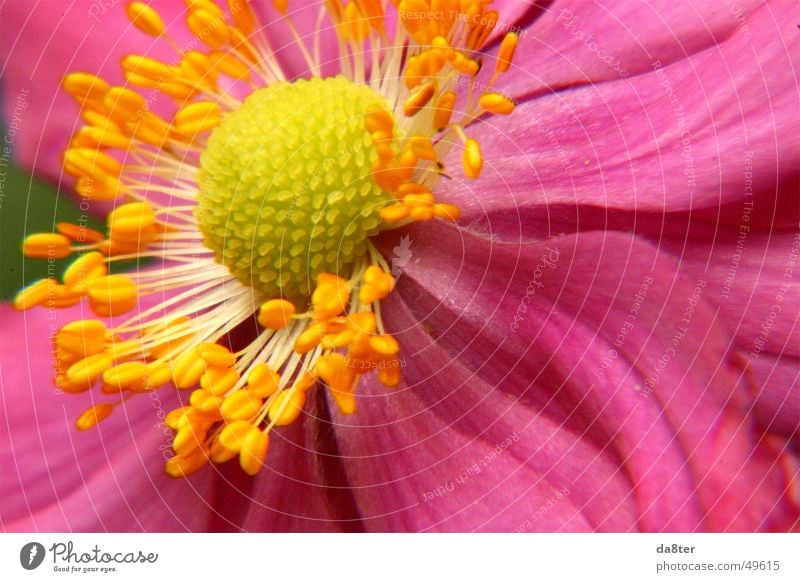 Pink Blossom Flower Yellow Leaf Plant Pollen Nature