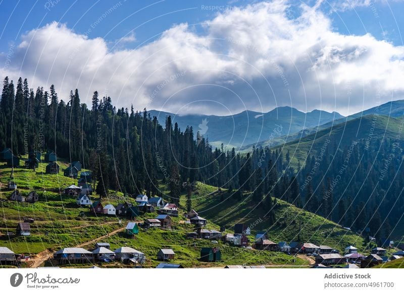 Village houses near forest trees village slope Guria blue sky lush coniferous summer mountain countryside shabby settlement caucasus georgia building cottage