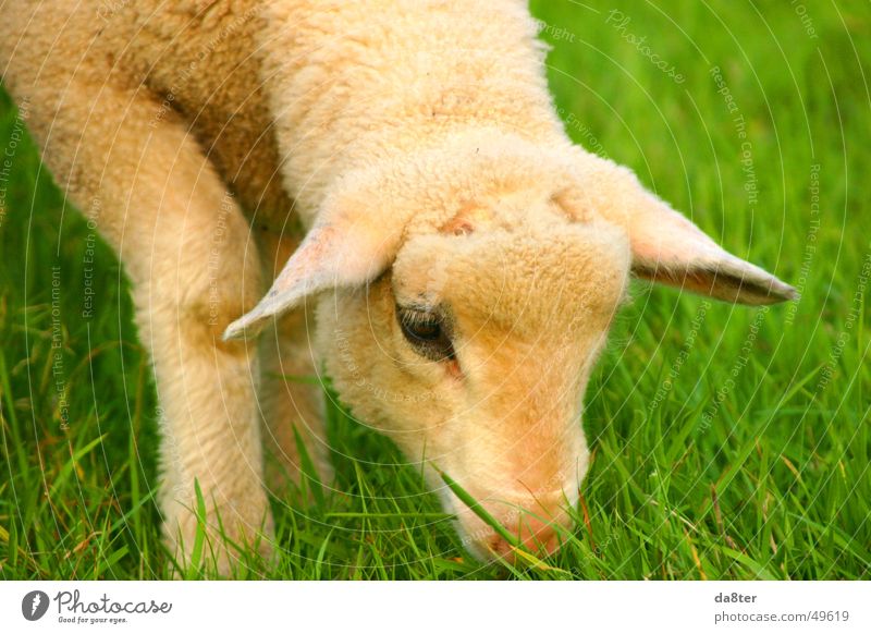 Lamb on the meadow Meadow Green Brown White To feed Grass Blade of grass Pelt Wool Animal Eyes Ear