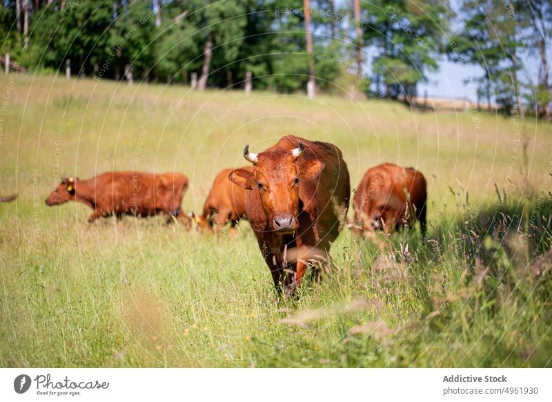 Cows grazing in field near forest cow herd graze pasture countryside herbivore cloudy grass summer bovine nature rural tree domestic daytime meadow animal fauna