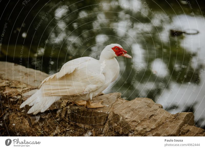 Duck portrait on park Duck birds Bird Nature Animal Colour photo Pond Cute Deserted Wild animal duck Farm Duckling Exterior shot