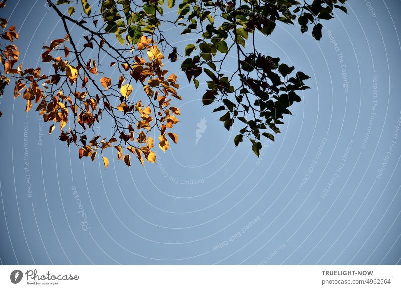 Beginning of autumn in a linden tree with one branch still green and one already shining brown yellow under a cloudless blue sky Autumn Linden tree branches