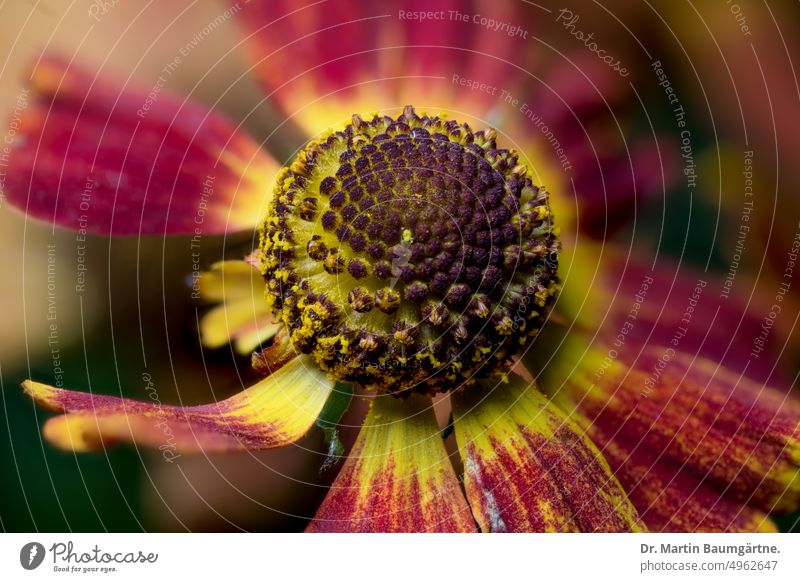 Inflorescence of a Helenium hybrid, sunflower helenium sun bride inflorescence blossom shrub enduring frost-hardy Herbacious composite asteraceae Compositae