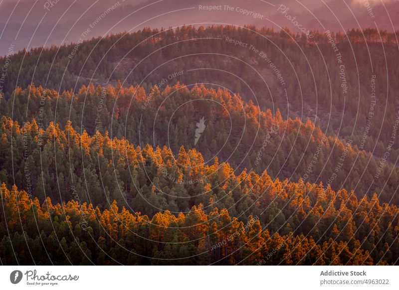 Lush forest in morning tree coniferous sunlit early nature landscape gran canaria canary islands spain tranquil woods scenic breathtaking peaceful sunrise