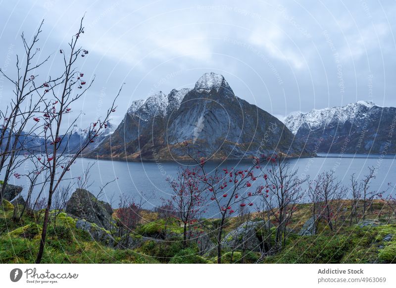 Seaside near rocky mountains against overcast sky sea nature winter fjord picturesque ridge landscape seashore snow seascape reine nordland norway scenery